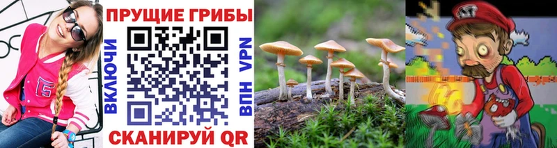 даркнет сайт Тотьма Псилоцибиновые грибы Psilocybe